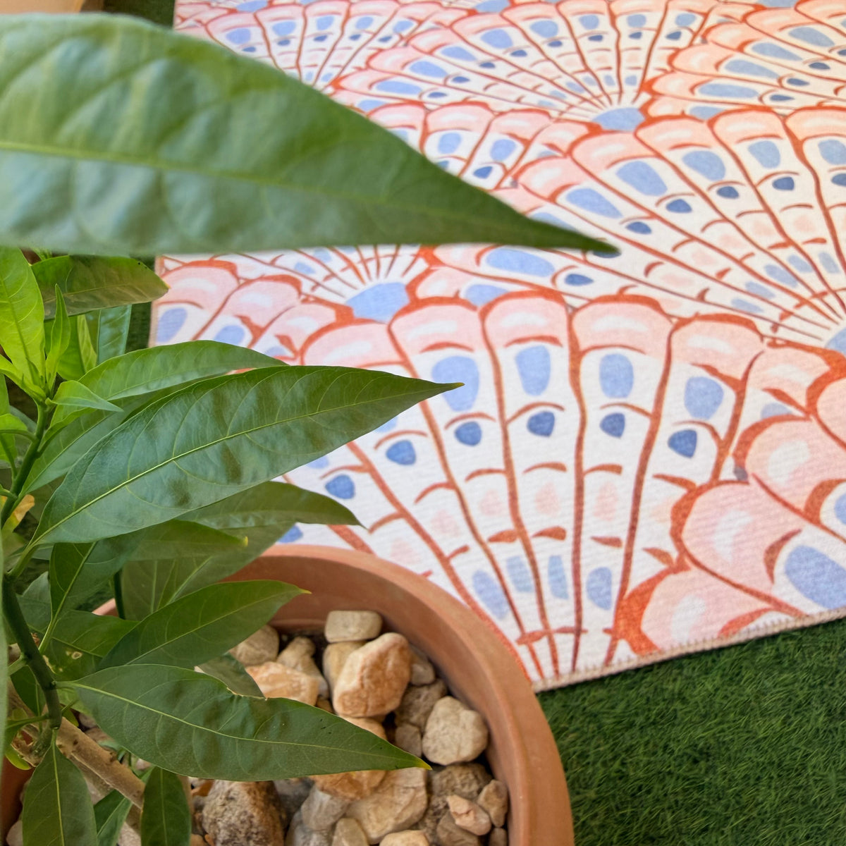 Seashell Fans